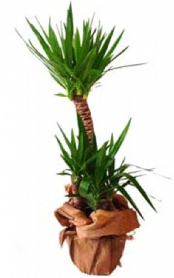 2 li yucca saks� �i�e�i  K�z�lay �i�ek sat��� 