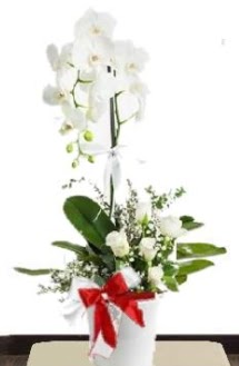 Tek dallı beyaz orkide 5 beyaz gül  Ankara Kızılay hediye sevgilime hediye çiçek 