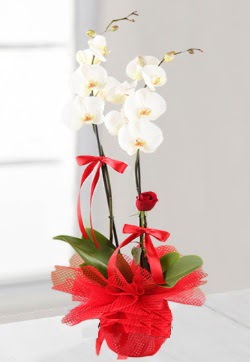 2 dallı beyaz orkide ve 1 adet kırmızı gül  Kızılay çiçek gönderme sitemiz güvenlidir  