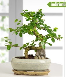 S şeklinde ithal gerçek bonsai japon ağacı  Kızılay çiçek online çiçek siparişi 