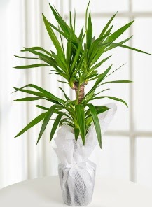 2 li yucca saks� i� mekan bitkisi  K�z�lay cicek , cicekci 