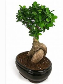 Bonsai saks� bitkisi japon a�ac�  Ankara K�z�lay hediye sevgilime hediye �i�ek 