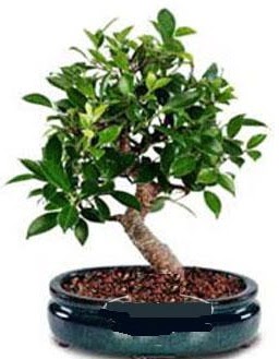 5 yanda japon aac bonsai bitkisi  Kzlay iek gnderme sitemiz gvenlidir 