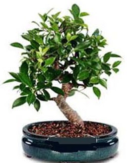 5 ya��nda japon a�ac� bonsai bitkisi  K�z�lay �i�ek g�nderme sitemiz g�venlidir 