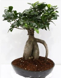 5 ya��nda japon a�ac� bonsai bitkisi  K�z�lay �i�ek online �i�ek sipari�i 