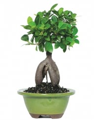 5 ya��nda japon a�ac� bonsai bitkisi  Ankara K�z�lay yurti�i ve yurtd��� �i�ek sipari�i 