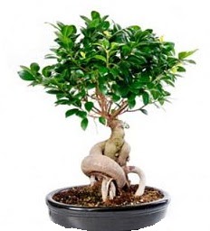 Bonsai Japon a�ac� saks� bitkisi  Ankara K�z�lay �nternetten �i�ek sipari�i 