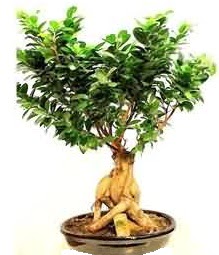 Bonsai Japon a�ac� saks� bitkisi  Ankara K�z�lay hediye sevgilime hediye �i�ek 