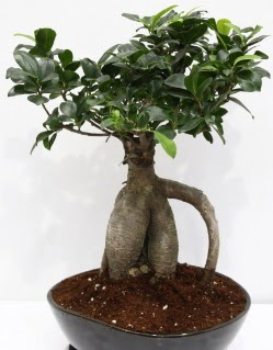 Japon aac bonsai saks bitkisi  Ankara Kzlay internetten iek siparii 