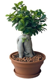 Japon a�ac� bonsai saks� bitkisi  K�z�lay �i�ek sipari�i vermek 