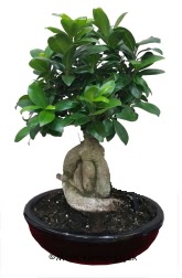 Japon aac bonsai saks bitkisi  Kzlay uluslararas iek gnderme 