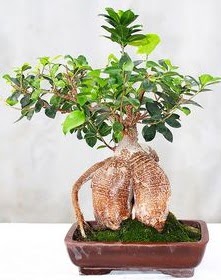 Japon a�ac� bonsai saks� bitkisi  K�z�lay uluslararas� �i�ek g�nderme 