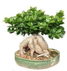 Japon a�ac� bonsai saks� bitkisi  K�z�lay �i�ek sipari�i vermek 