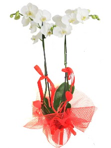 2 dallı beyaz orkide bitkisi  Ankara Kızılay çiçek yolla , çiçek gönder , çiçekçi  