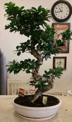100 cm yüksekliğinde dev bonsai japon ağacı  Ankara Kızılay internetten çiçek satışı 