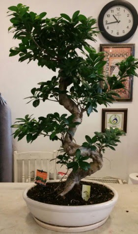 100 cm y�ksekli�inde dev bonsai japon a�ac�  Ankara K�z�lay internetten �i�ek sat��� 