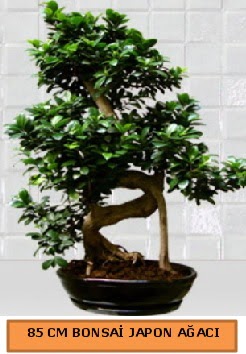 85 CM Japon ağacı Bonsai saksı bitkisi  Kızılay uluslararası çiçek gönderme 