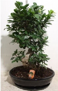 75 CM Ginseng bonsai Japon ağacı  Ankara Kızılay 14 şubat sevgililer günü çiçek 