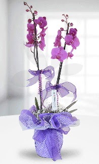 �ift dall� mor orkide L�KE MARKADIR  K�z�lay �i�ek g�nderme sitemiz g�venlidir 