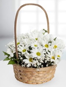Sepet içerisinde papatya çiçeği  Ankara Kızılay İnternetten çiçek siparişi 