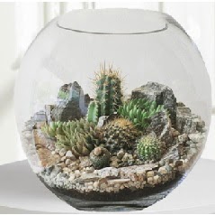 Cam fanus Terrarium 5 kakt�s  K�z�lay �i�ek sat��� 