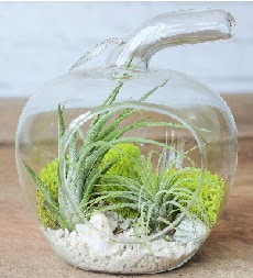 Elma terrarium k���k boy 2 kakt�s  K�z�lay �i�ek ma�azas� , �i�ek�i adresleri 