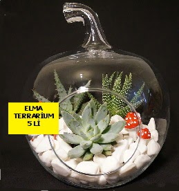 5 kakt�sl� Elma terrarium orta boy  Ankara K�z�lay g�venli kaliteli h�zl� �i�ek 