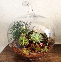 Orta boy elma terrarium 3 kakt�sl�  K�z�lay �i�ek online �i�ek sipari�i 