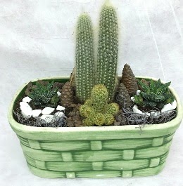 Seramik i�erisinde 5 kakt�sl� terrarium  K�z�lay �i�ek�iler 