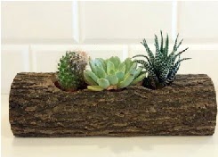 Ah�ap k�t�k 3 kakt�s terrarium  Ankara K�z�lay 14 �ubat sevgililer g�n� �i�ek 