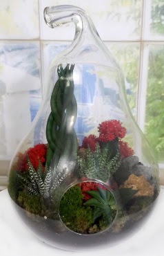 5 adet kaktüs orta boy armut terrarium  Ankara Kızılay hediye sevgilime hediye çiçek 