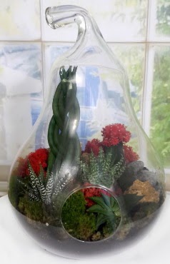 5 adet kakt�s orta boy armut terrarium  Ankara K�z�lay hediye sevgilime hediye �i�ek 