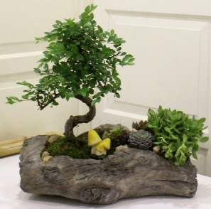 A�a� k�t�k i�erisinde Bonsai ve Kakt�s  K�z�lay �i�ek online �i�ek sipari�i 