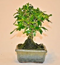 Zelco bonsai saksı bitkisi  Ankara Kızılay çiçekçi telefonları 