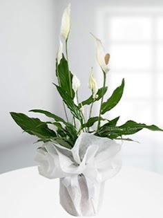 Spathiphyllum �i�e�i Bar�� �i�e�i  K�z�lay �i�ek g�nderme sitemiz g�venlidir  