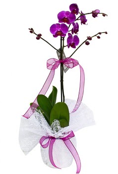 Tek dallı mor orkide  Ankara Kızılay online çiçek gönderme sipariş 