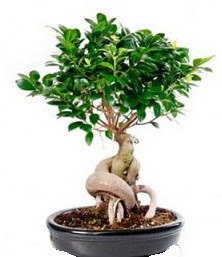 Bonsai japon a�ac� seramik i�inde  Ankara K�z�lay �i�ek servisi , �i�ek�i adresleri 