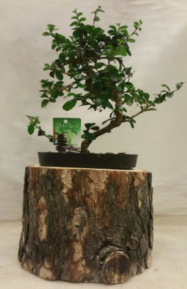 Doal ktk iinde bonsai japon aac  Ankara Kzlay internetten iek sat 