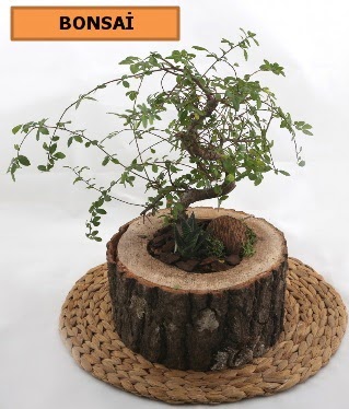 Do�al a�a� k�t�k i�erisinde bonsai bitkisi  K�z�lay �i�ek�iler 