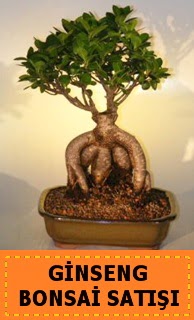 Ginseng bonsai sat��� japon a�ac�  Ankara K�z�lay yurti�i ve yurtd��� �i�ek sipari�i 