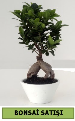 Bonsai japon a�ac� sat���  Ankara K�z�lay �i�ek�i telefonlar� 