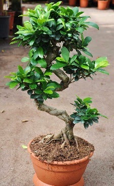 Orta boy bonsai saks bitkisi  Kzlay iek maazas , ieki adresleri 