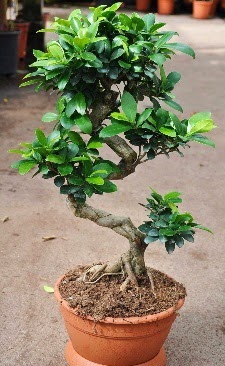 Orta boy bonsai saks� bitkisi  K�z�lay �i�ek ma�azas� , �i�ek�i adresleri 