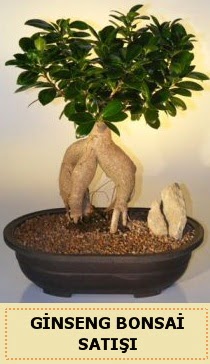 thal Ginseng bonsai sat japon aac  Ankara Kzlay hediye sevgilime hediye iek 