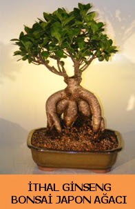 thal japon aac ginseng bonsai sat  Ankara Kzlay internetten iek sat 