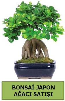 Bonsai japon a�ac� sat���  K�z�lay cicek , cicekci 