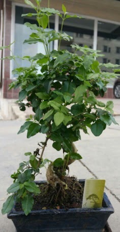 Bonsai japon a�ac� saks� bitkisi  Ankara K�z�lay kaliteli taze ve ucuz �i�ekler 