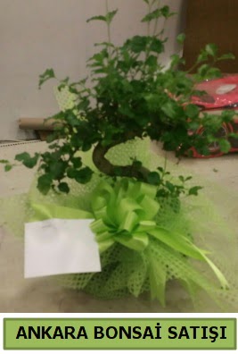 Bonsai saks� bitkisi sat���  K�z�lay uluslararas� �i�ek g�nderme 