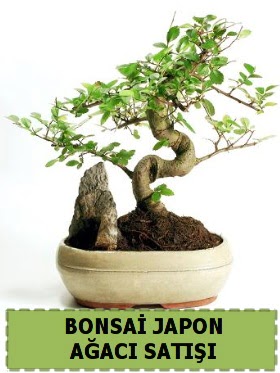 Bonsai japon  a�ac� sat��� Minyat�r �thal  K�z�lay �i�ek ma�azas� , �i�ek�i adresleri 
