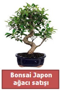 Japon aac bonsai sat  Ankara Kzlay hediye sevgilime hediye iek 